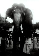 guruvayoor kesavan